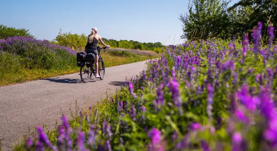 Kobieta na rowerze przemierza malownicze ścieżki rowerowe zachodniopomorskie, otoczona kwitnącymi fioletowymi kwiatami.