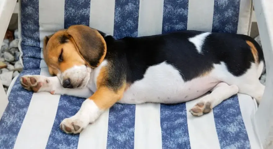 Czy beagle gubią sierść? Odkryj, jak radzić sobie z linieniem