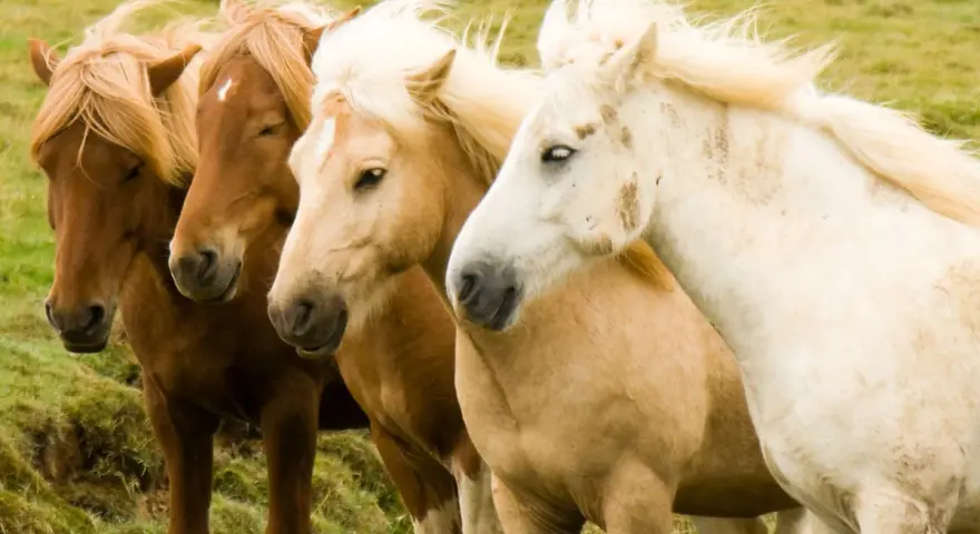 Quatre chevaux, dont un magnifique cheval Connemara blanc, se tiennent côte à côte dans un pré verdoyant.
