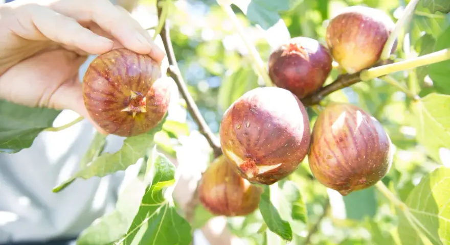 Main d'une personne cueillant des figues mûres sur un figuier. La taille figuier est parfaite pour une récolte gourmande.