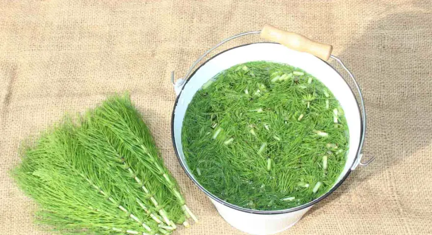Wiadro z zielonym płynem i skrzypem polnym, obok pęczek świeżego skrzypu. To naturalny nawóz, gnojówka ze skrzypu, gotowa do użycia w ogrodzie.
