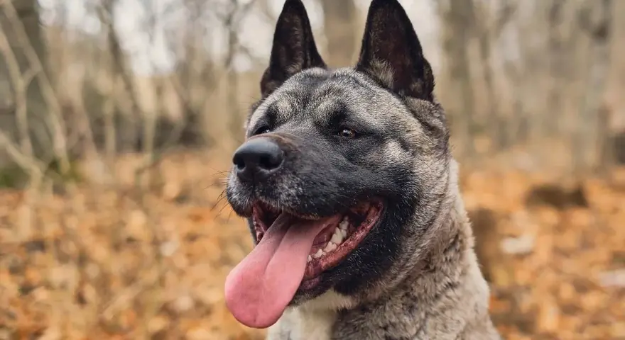 Akita amerykańska, pies o imponującej wadze, z językiem na wierzchu, w jesiennym lesie.