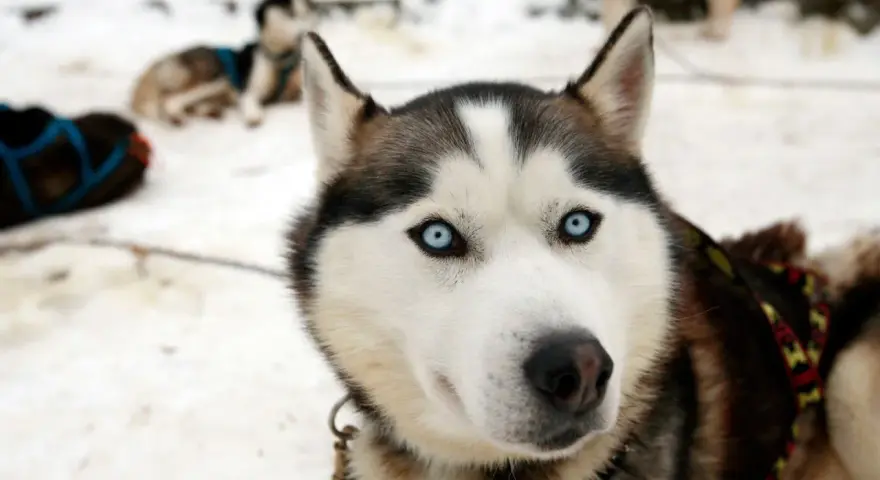 Husky z Bieszczad, gotowy na zimową przygodę. Jego niebieskie oczy błyszczą w śniegu, a futro chroni przed mrozem.