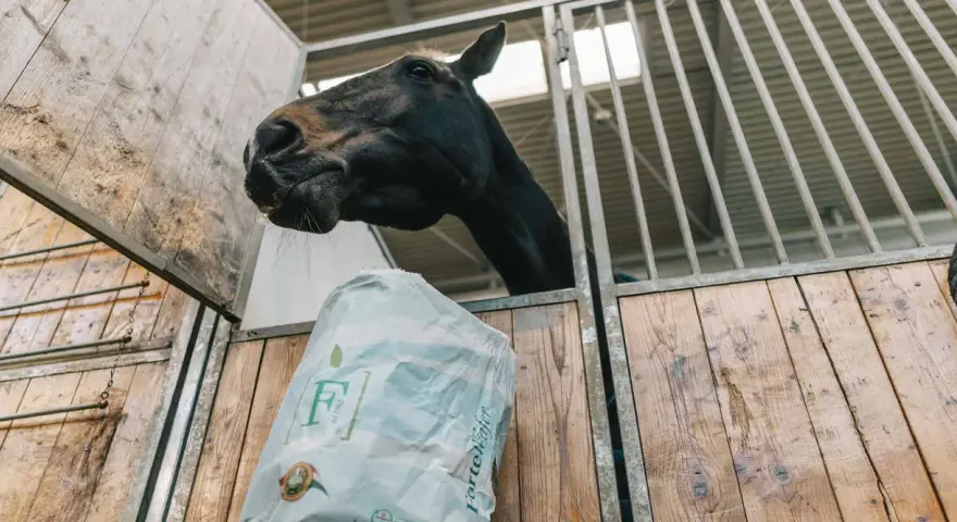 Cavallo nero curioso annusa un sacco di foraggio per cavalli in una stalla di legno.