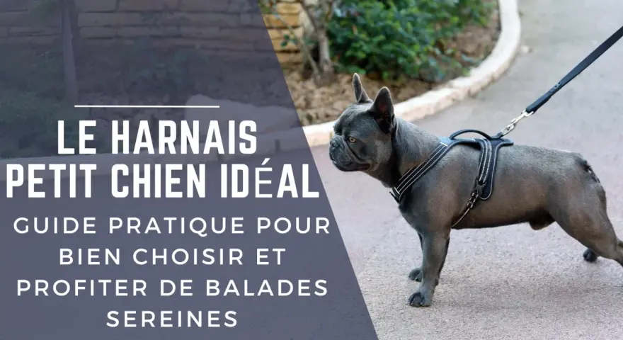Un bouledogue français porte un harnais confortable pour chien, prêt pour une promenade sereine.