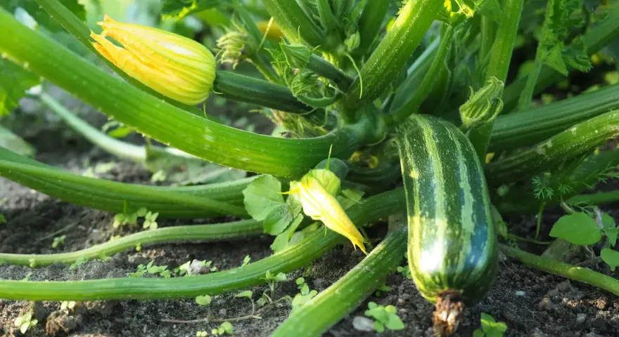 Zucchini pflanzen im Garten: Eine junge Zucchini wächst neben gelben Blüten und grünen Blättern.
