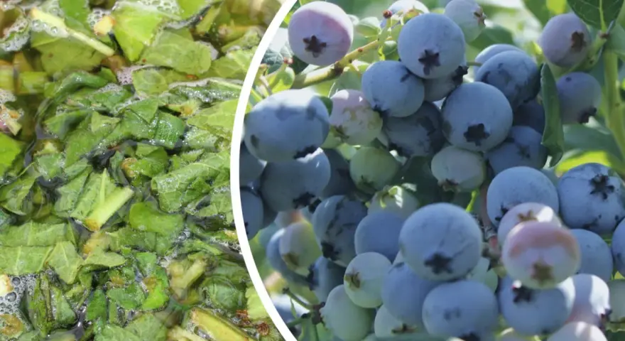 Naturalny nawóz do borówki amerykańskiej: gotujące się liście w garnku i dojrzałe owoce na krzaku.