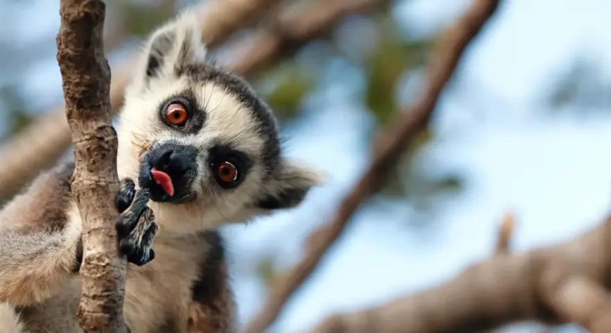 Zabawny lemur na Madagaskarze, wyciągający język. Styczeń to ciepła pogoda, idealna na takie psoty w drzewach.