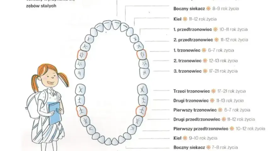 Schemat pokazuje nieprawidłowa kolejność wyrzynania się zębów stałych. Dziewczynka z plecakiem patrzy na diagram zębów.