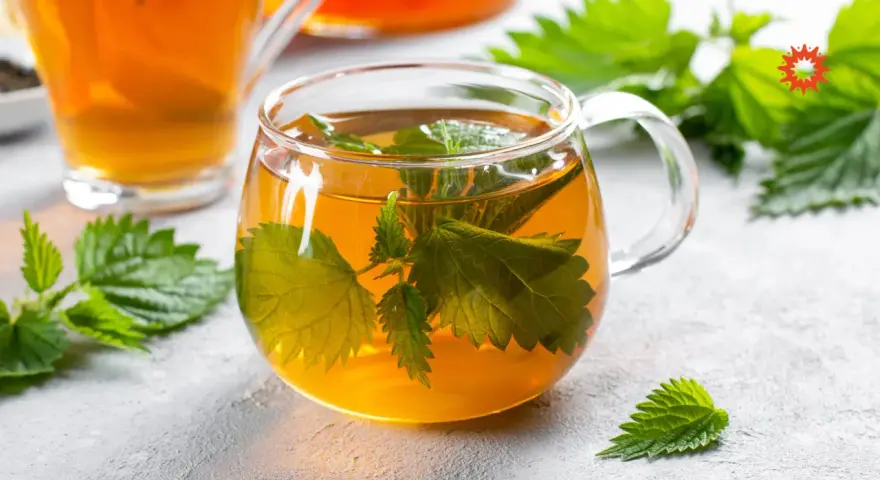Une tasse de tisane d'ortie, aux feuilles vertes infusées dans un liquide ambré. Attention, la tisane ortie danger peut survenir si mal préparée.