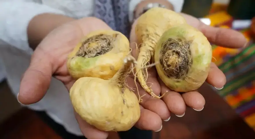 Mains tenant des racines de maca jaunes, certaines montrant des signes de pourriture, évoquant le danger de la maca mal conservée.