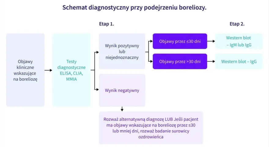 Schemat diagnostyczny boreliozy: objawy kliniczne, testy ELISA/CLIA/MMIA, a następnie Western blot. Najskuteczniejsze badanie na boreliozę zależy od czasu trwania objawów.