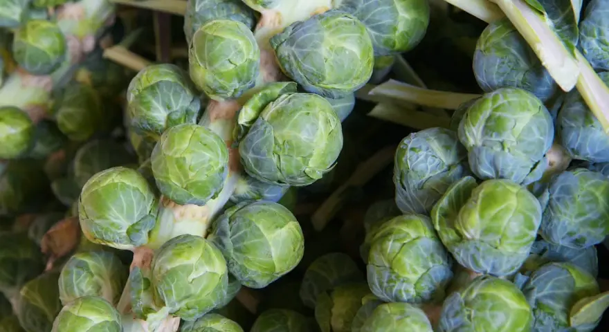 Nahaufnahme von frisch geernteten Rosenkohlpflanzen, die bereit sind, in der Küche zu landen.