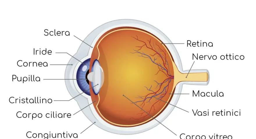 Sezione trasversale dell'occhio umano, che mostra le sue parti interne come la retina, il nervo ottico e il cristallino.