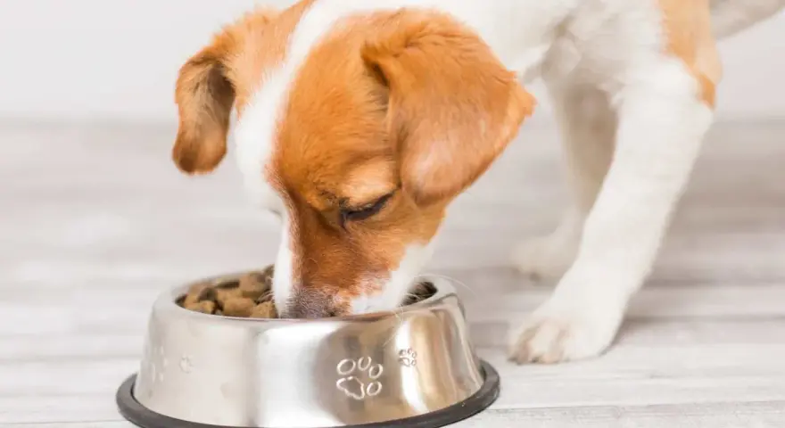 Un chien glouton savoure ses croquettes dans sa gamelle en inox décorée de pattes.