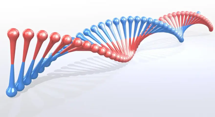 Dwukolorowa, spiralna struktura DNA, przypominająca wijące się wstążki, z czerwonymi i niebieskimi elementami.