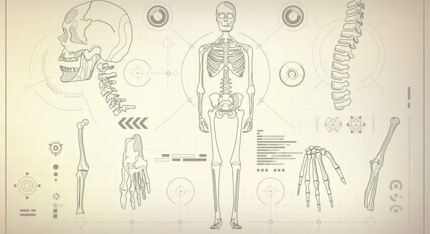 Anatomia człowieka rysunek z opisem: schemat szkieletu, czaszki, kręgosłupa, dłoni i kości kończyn na tle technicznym.