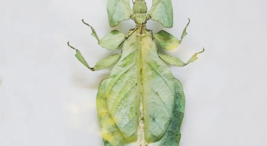 Insecto palo verde, un maestro del camuflaje entre las hojas. Estos animales que se camuflan son fascinantes.
