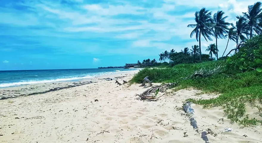 Piękne plaże Kuby z palmami kołyszącymi się na wietrze i turkusowym morzem.
