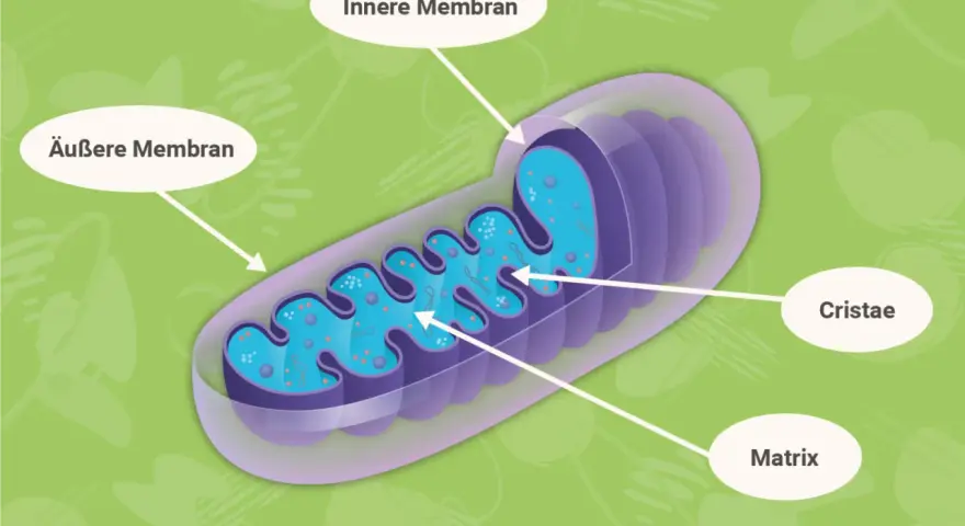 Der **Mitochondrien Aufbau**: Äußere und innere Membran, Cristae und Matrix sind klar dargestellt.