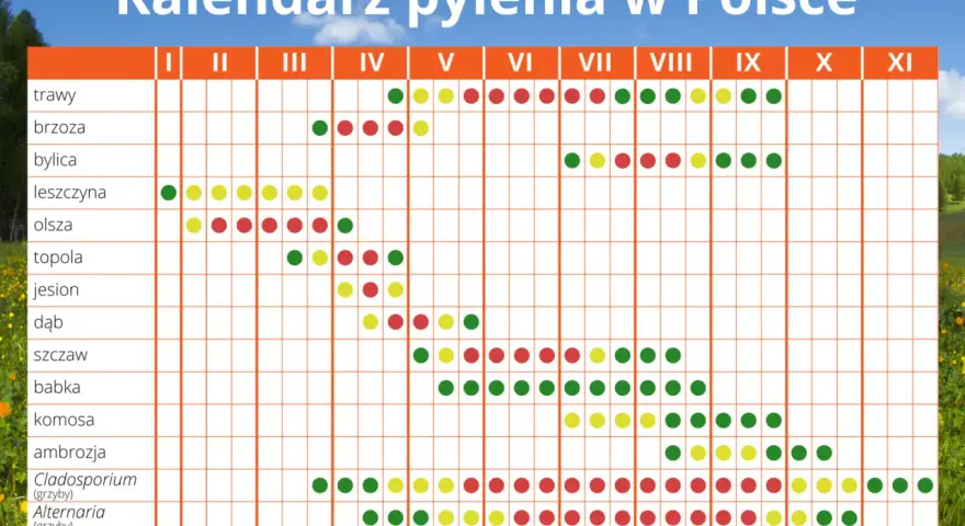 Co pyli w Szczecinie? Aktualny raport + kalendarz i ulga dla alergika