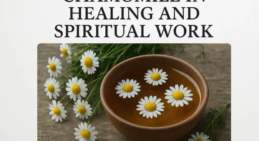 Chamomile flowers float in a wooden bowl of tea, symbolizing peace and healing. The chamomile spiritual meaning is often associated with calm and gentle energy.