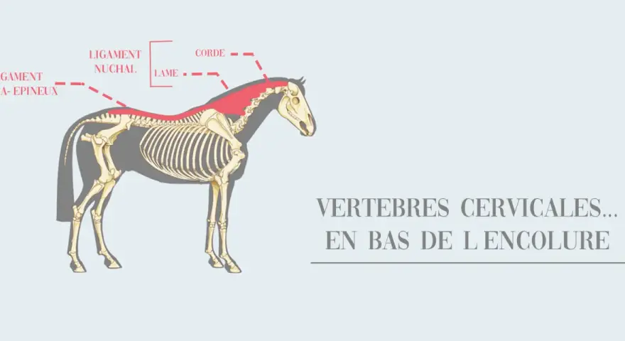 Anatomie du cheval : le ligament nuchal, la lame et la corde, situés en bas de l'encolure, sont mis en évidence sur le squelette.