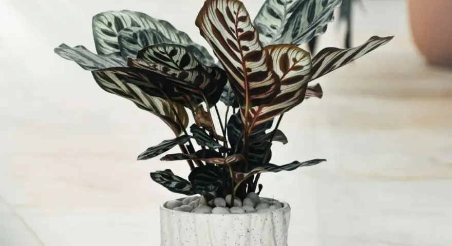 Piękna calathea mixed w ozdobnej doniczce, z liśćmi o hipnotyzującym wzorze.
