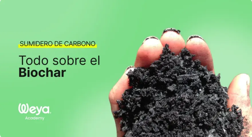 Mano sosteniendo biochar, un sumidero de carbono. Aprende todo sobre el biochar.