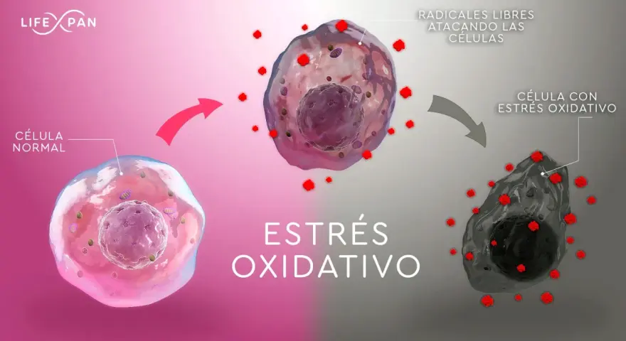 Célula normal atacada por radicales libres, causando estrés oxidativo y daño celular.