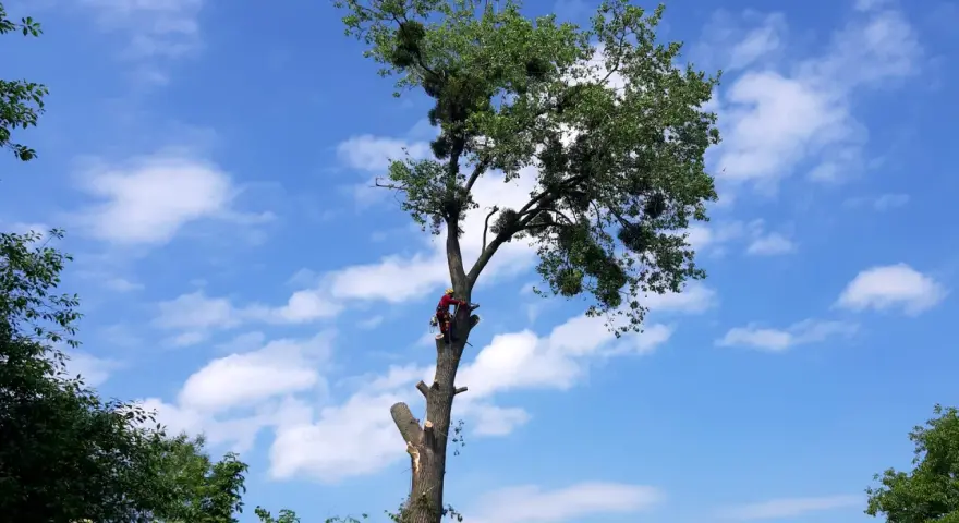 Ile kosztuje wycinka drzewa na działce? Sprawdź ukryte koszty!