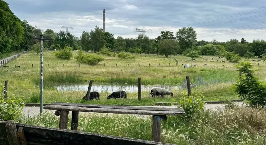 Schafe grasen im **Landschaftspark Herzberge** neben einem Teich. Im Hintergrund ragen Strommasten und ein Schornstein auf.