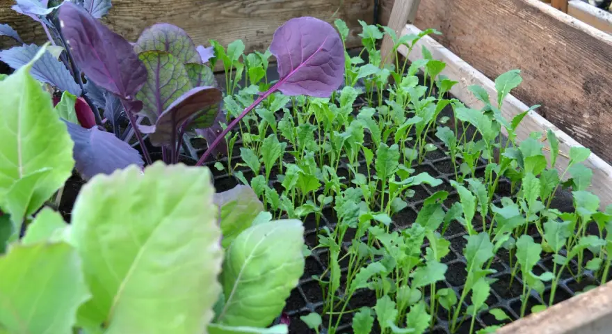 En låda med småplantor av olika kålsorter. Ljusgröna och mörklila blad syns tydligt.