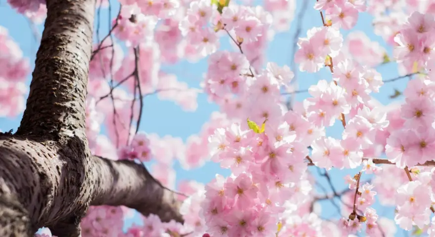 Ramas de cerezo en flor rosa, un símbolo de la primavera y la belleza efímera. El cielo azul de fondo realza el delicado significado de estas flores.