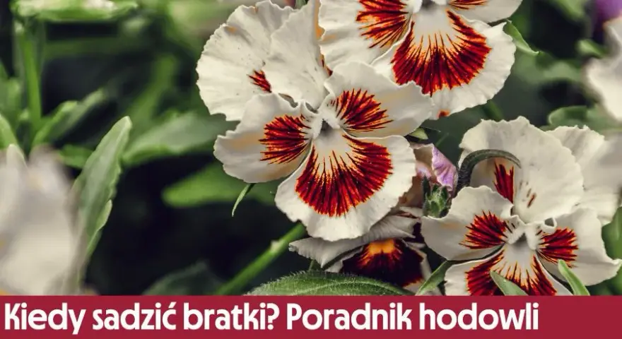 Jak sadzić bratki - proste kroki, aby uniknąć błędów w uprawie