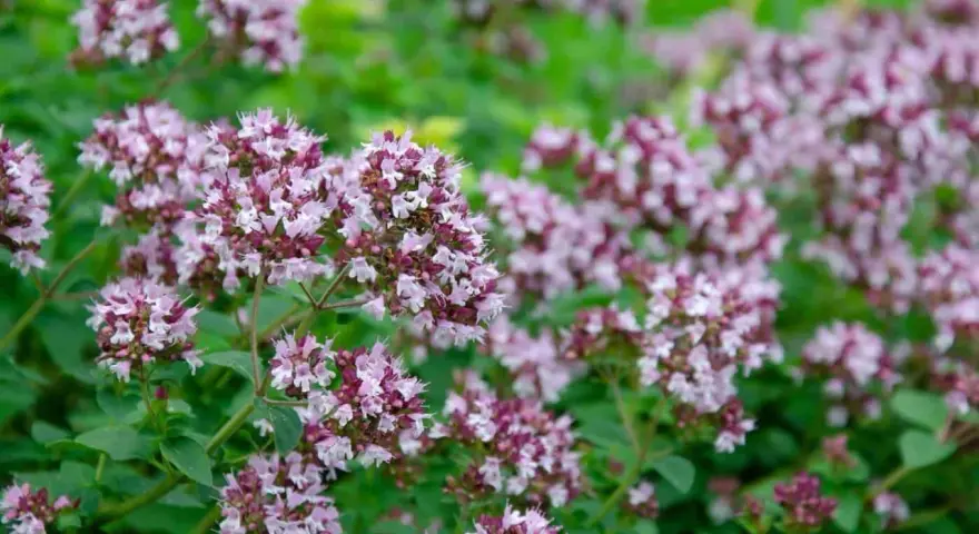 En tät buske med små, lila blommor och gröna blad. Perfekt för att odla oregano i din trädgård.