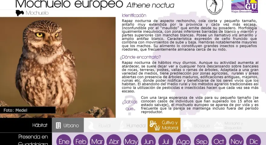 Un mochuelo europeo, un ave rapaz nocturna de aspecto rechoncho, con iris amarillo y antifaz blanco.