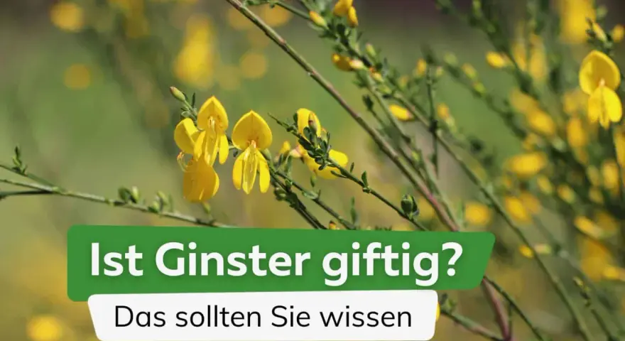 Gelber Ginster blüht, aber Vorsicht: Ginster ist giftig. Informieren Sie sich über die Gefahren dieser Pflanze.