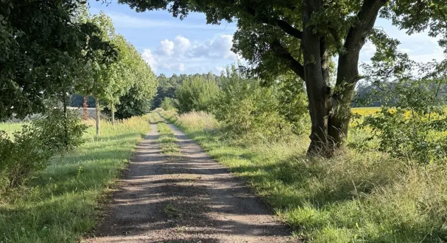 Ein sonniger Feldweg führt durch üppiges Grün. Der Weg erinnert an Psalm 16,11: "Du tust mir kund den Weg zum Leben.