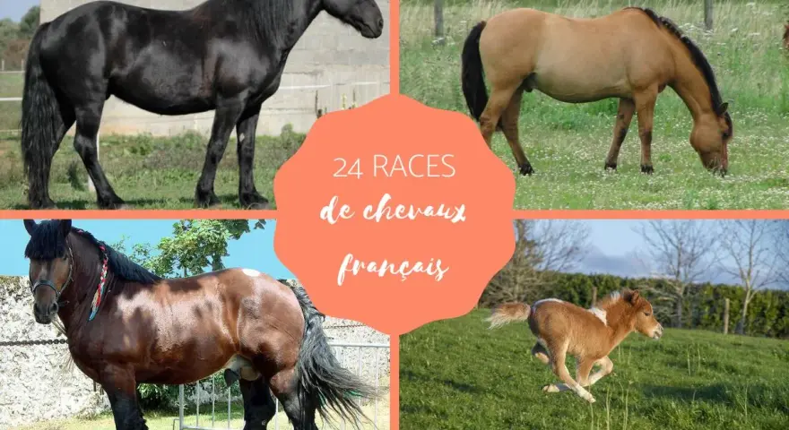 Quatre chevaux, dont un poulain, illustrent la diversité des races de chevaux français.