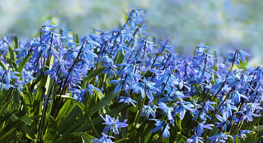 En matta av blå scilla blommor i full blom. De små, stjärnformade blommorna nickar i vinden och skapar en vacker vårscen.
