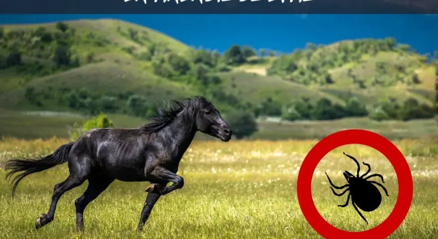 Cheval noir galopant dans un pré, avec un symbole de tique barrée. Attention à la maladie de Lyme cheval.