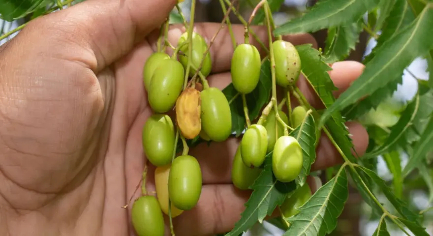 Mano sosteniendo racimos de frutos verdes de neem, de donde se extrae el aceite de neem.