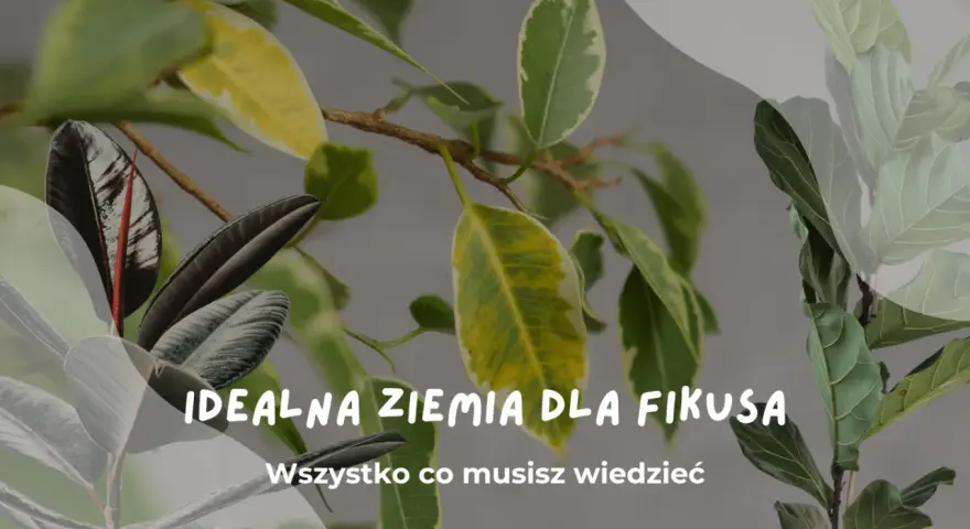 Idealna ziemia do fikusa: liście fikusów w różnych odcieniach zieleni i żółci, z tekstem "Idealna ziemia dla fikusa".