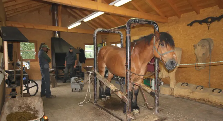Un cheval de trait brun est dans un box de contention, prêt pour le parage. Des hommes travaillent dans l'atelier.