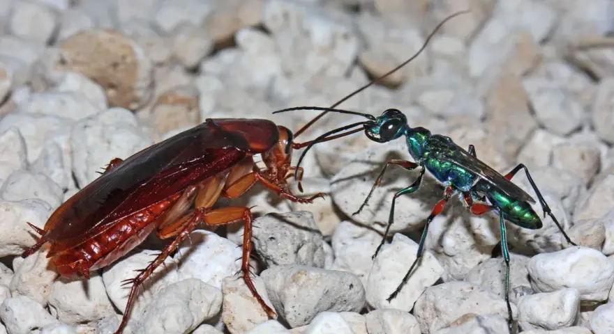 Una avispa cucaracha esmeralda, con su cuerpo iridiscente, se enfrenta a una cucaracha marrón sobre un lecho de guijarros.