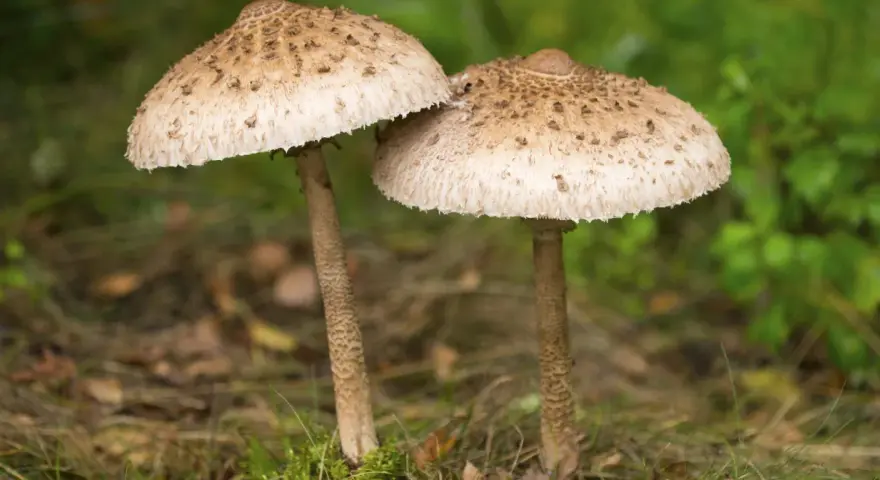 Dwa grzyby, czubajka kania i sinoblaszek trujący, stoją obok siebie na leśnym poszyciu.