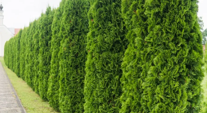 Rząd gęstych, zielonych tui, przyciętych w idealny żywopłot. W tle widać biały budynek z wieżą.