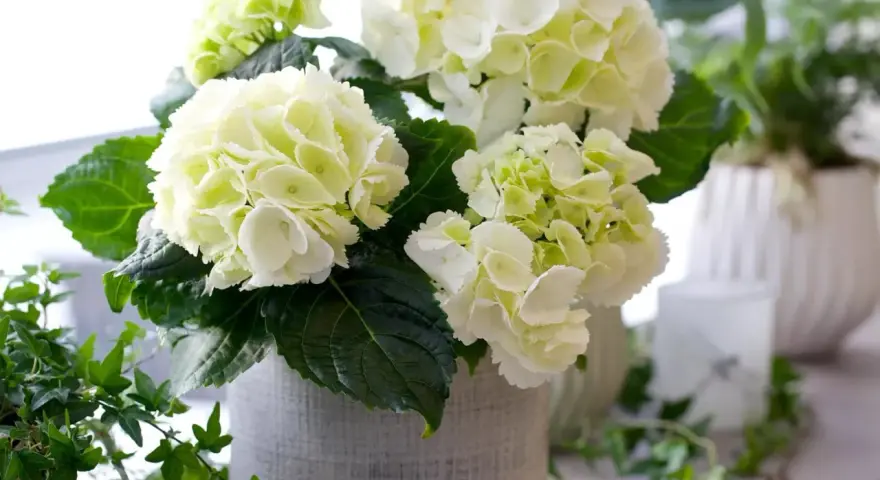 En bukett med vita hortensior i en grå kruka, med gröna blad och en slinga av murgröna. Liknar en primula obconica i sin fluffiga form.