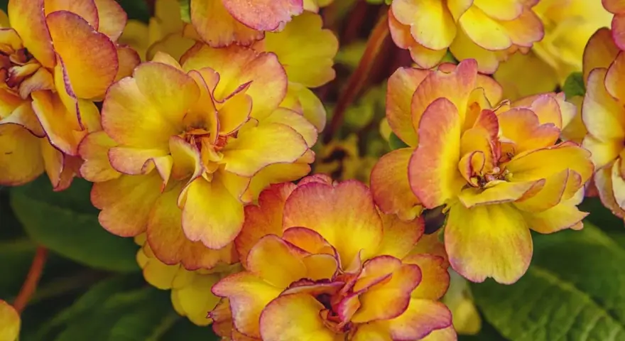 En grupp gula blommor med rosa kanter, som en pussmun blomma, i full blom.